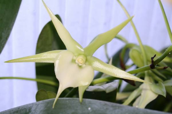 Angraecum Veitchii