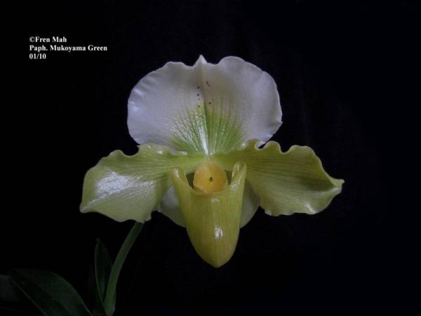 Paph Mukoyama Green