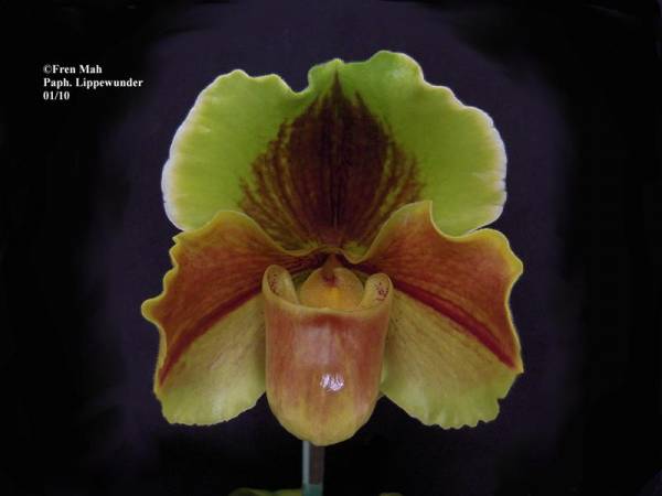 Paph. Lippewunder