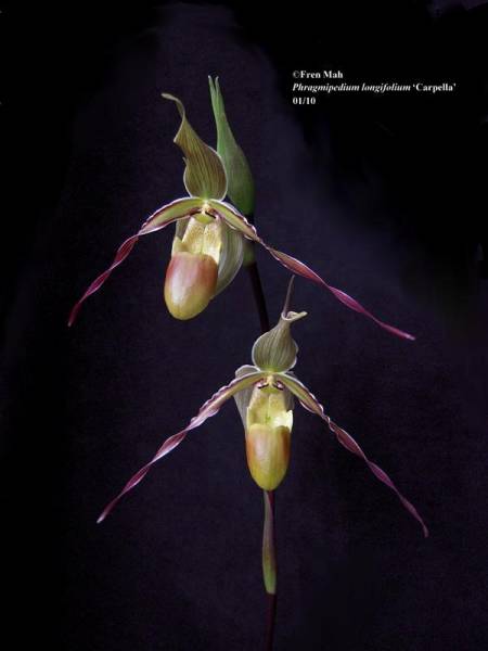 Phragmipedium longifolium 'Carpella'