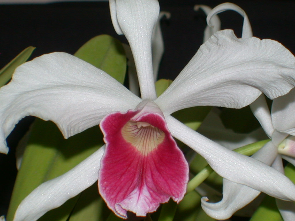 Laelia Purpurata Var Carnea - Orchid Board Galleries