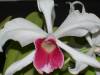 Laelia_Purpurata_var_Carnea_July09.JPG