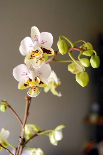 Phal. Stuartiana &quot;Sogo&quot;