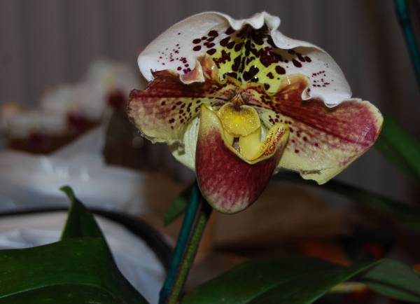 Paph