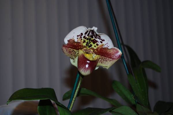 Paph