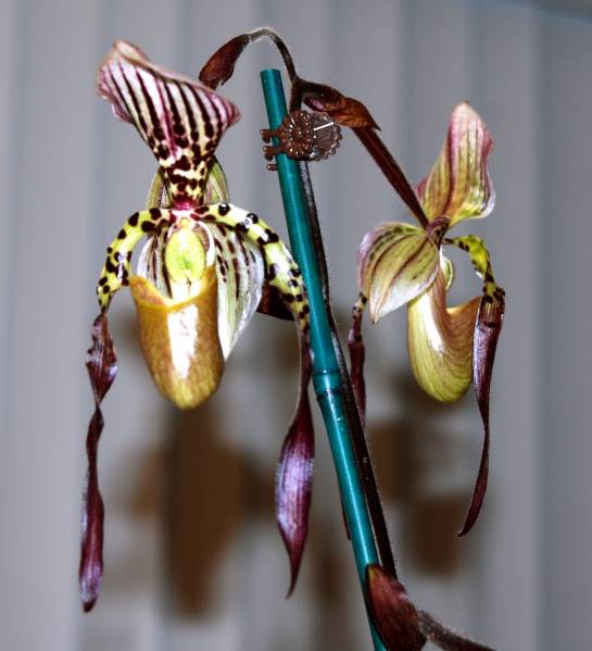 Paphiopedilum Lebaudyanum