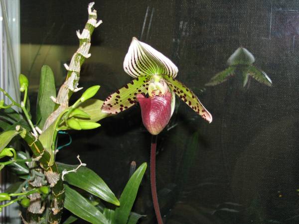 Lady_Slipper_2820