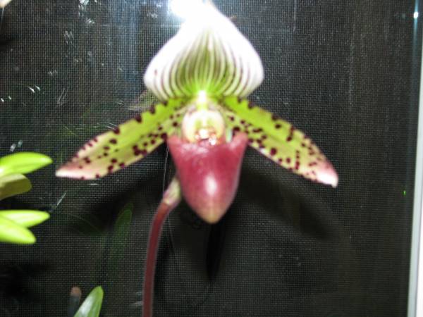 Lady_Slipper_2823