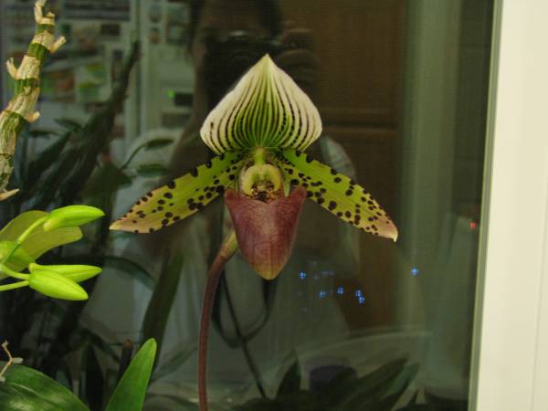 Lady_Slipper_2825