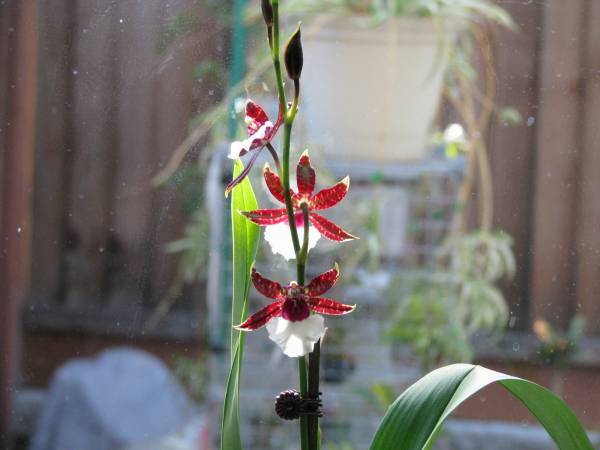 Oncidium_2619