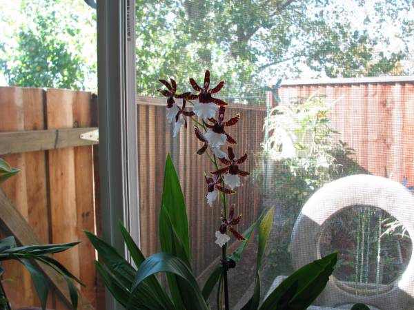 Oncidium_2711