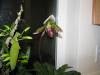 Lady_Slipper_2821.JPG