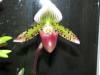 Lady_Slipper_2823.JPG