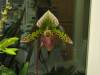 Lady_Slipper_2825.JPG