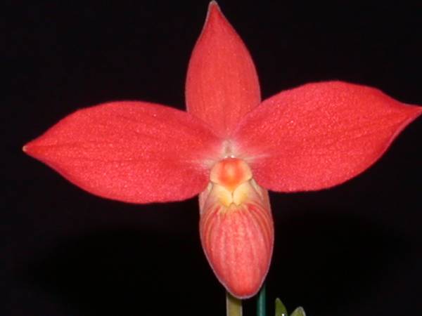 Phragmipedium Besseae