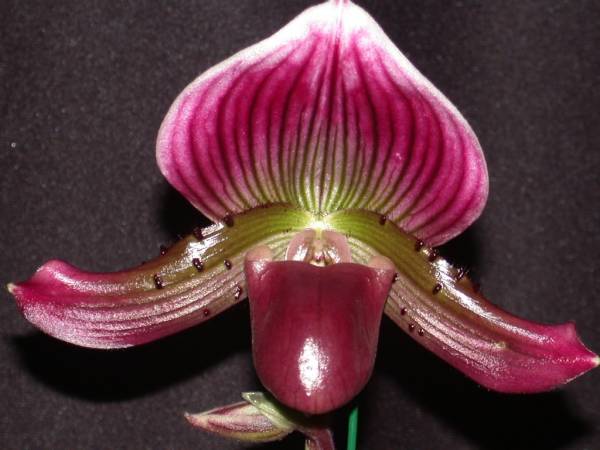 Paph Freeman Peak 'Flame Arrow'