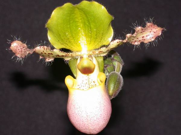 Paph Pinocchio (paph glaucophyllum x primulinum)