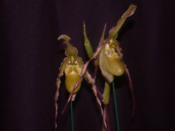 Phragmipedium Richteri x sib