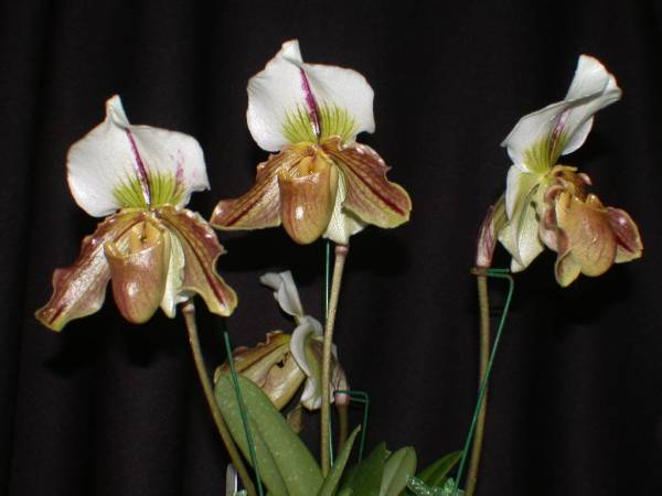 Paph Villosum x Paph Spicerianum