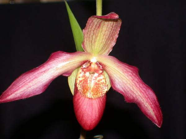 Phragmipedium 'Noirmont'