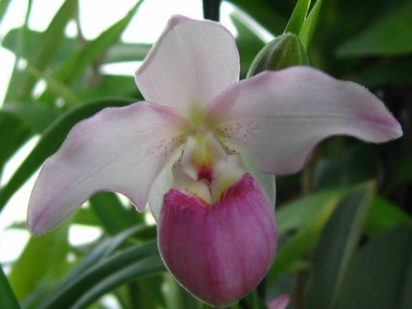 Phragmipedium Sedenii