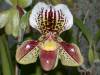 Paph_Corsair_Dec_091.JPG