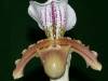 Paph_Insigne_x_Spacerianum_pic_2_.JPG