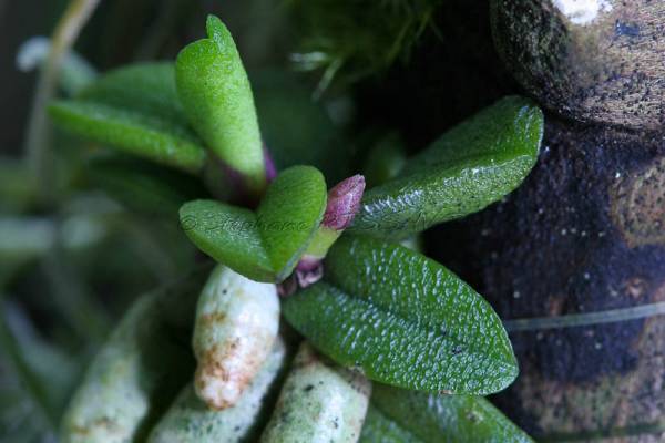 Schoenorchis fragrans