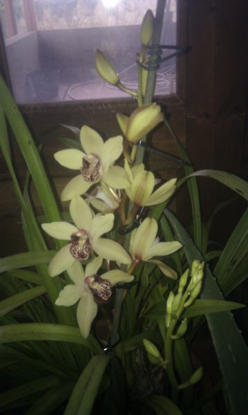 Cymbidium_1212_5_