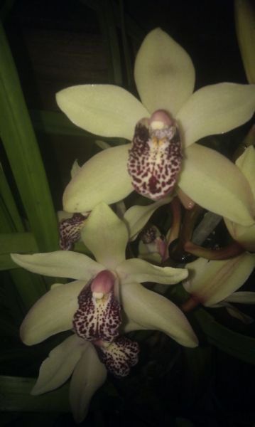 Cymbidium_1212_7_