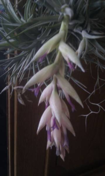 Tillandsia_1212_6_