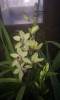 Cymbidium_1212_5_.jpg