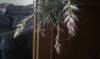 Tillandsia_1212_5_.jpg