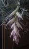 Tillandsia_1212_6_.jpg