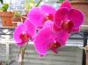 1st_phal_re_blooms---10-31-09.JPG