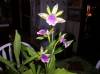 Zygoneria_Adelaide_Meadows-1st_orchid_to_bloom--2-6-09.JPG