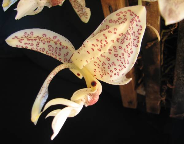 Stanhopea oculata