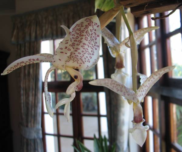 Stanhopea oculata