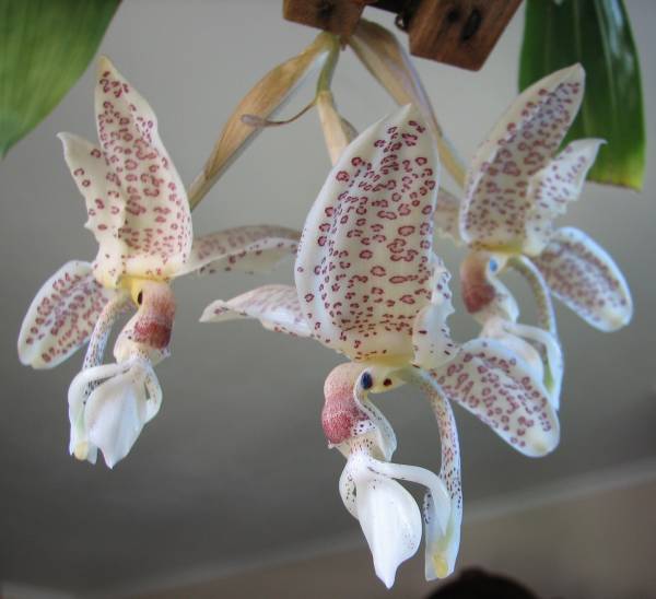 Stanhopea oculata