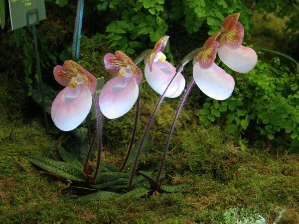 Paphiopedilum micranthum