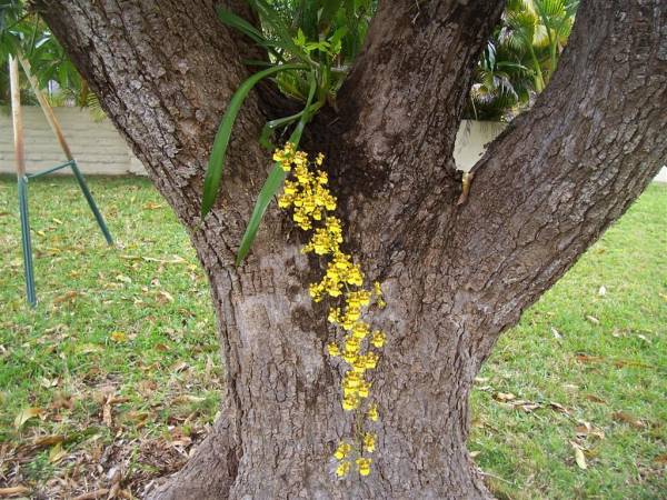 Oncidium_baueri