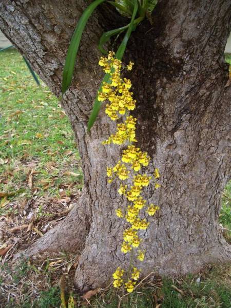 Oncidium_baueri_2