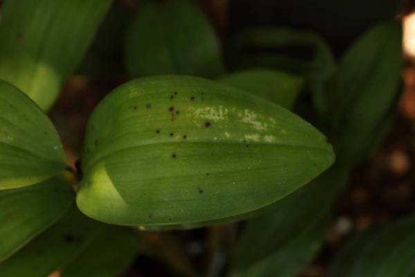 Virus on Dendrobium?