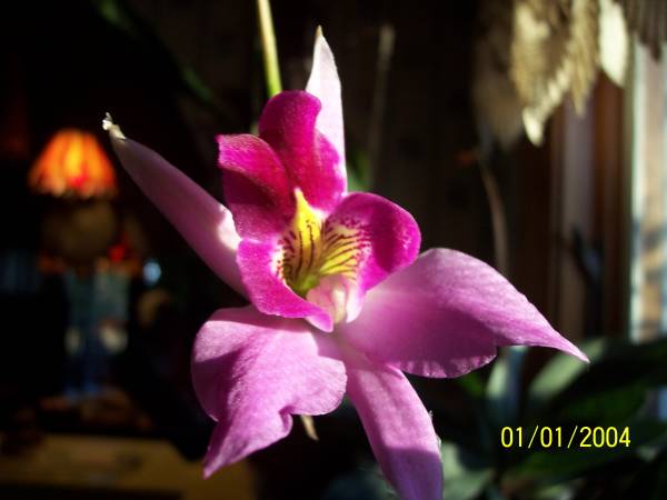 Laelia_4