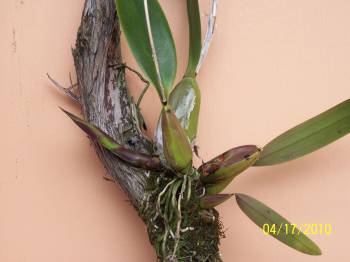 Laelia_anceps_2