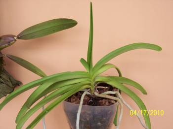 Rhynchostylis_coelestis_2