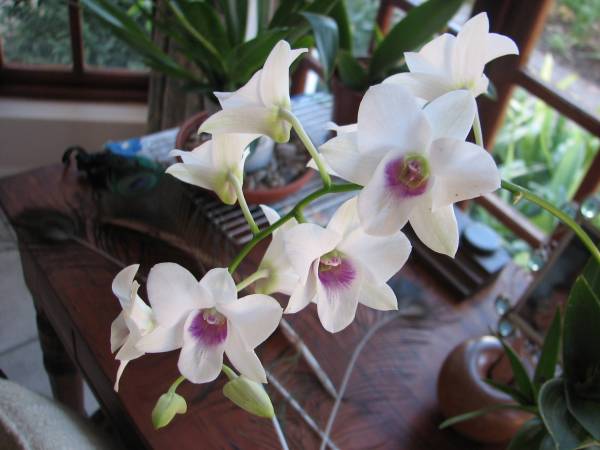 Dendrobium phalaenopsis