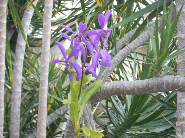 Purple Vanda