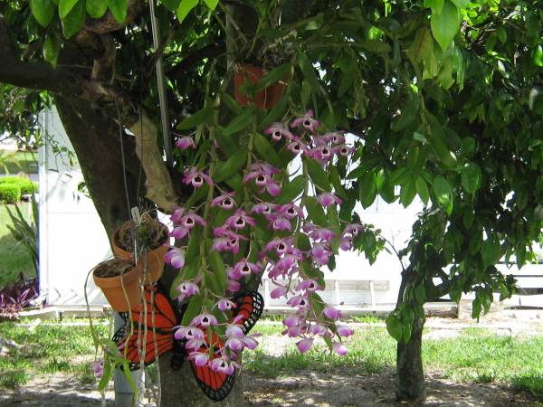 under my grapefruit tree