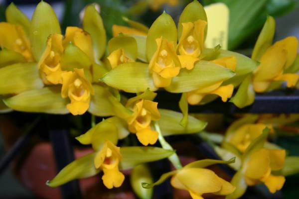 Lycaste Aromatica